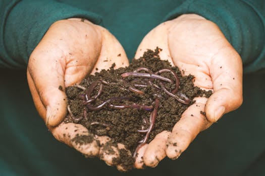 Composted manure: a complete fertilizer for the vegetable garden